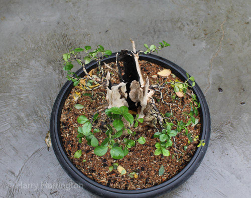privet bonsai